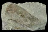 Fossil Conulariid (Conularia) - Crawfordsville, Indiana #142487-1